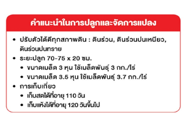 คำแนะนำในการปลูกและจัดการแปลง