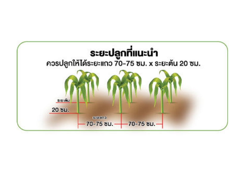 ควรปลูกให้ได้ระยะแถว 70-75 ซม. X ระยะต้น 20 ซม. ระยะต้น 20 ซม. ระยะแถว 70-75 ซม. ควรปลูกให้ได้ระยะแถว 70-75 ซม. X ระยะต้น 20 ซม.