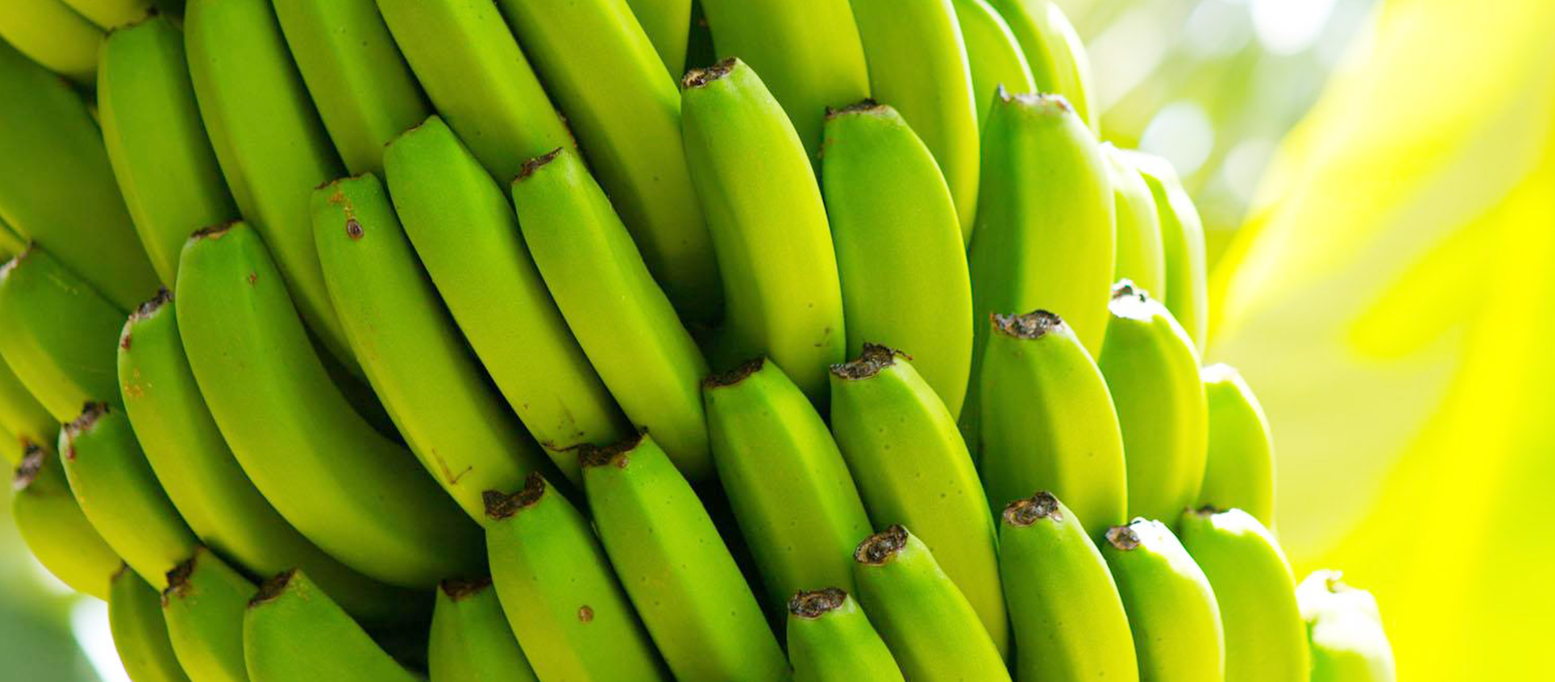 应得-香蕉-背景-202202.jpg