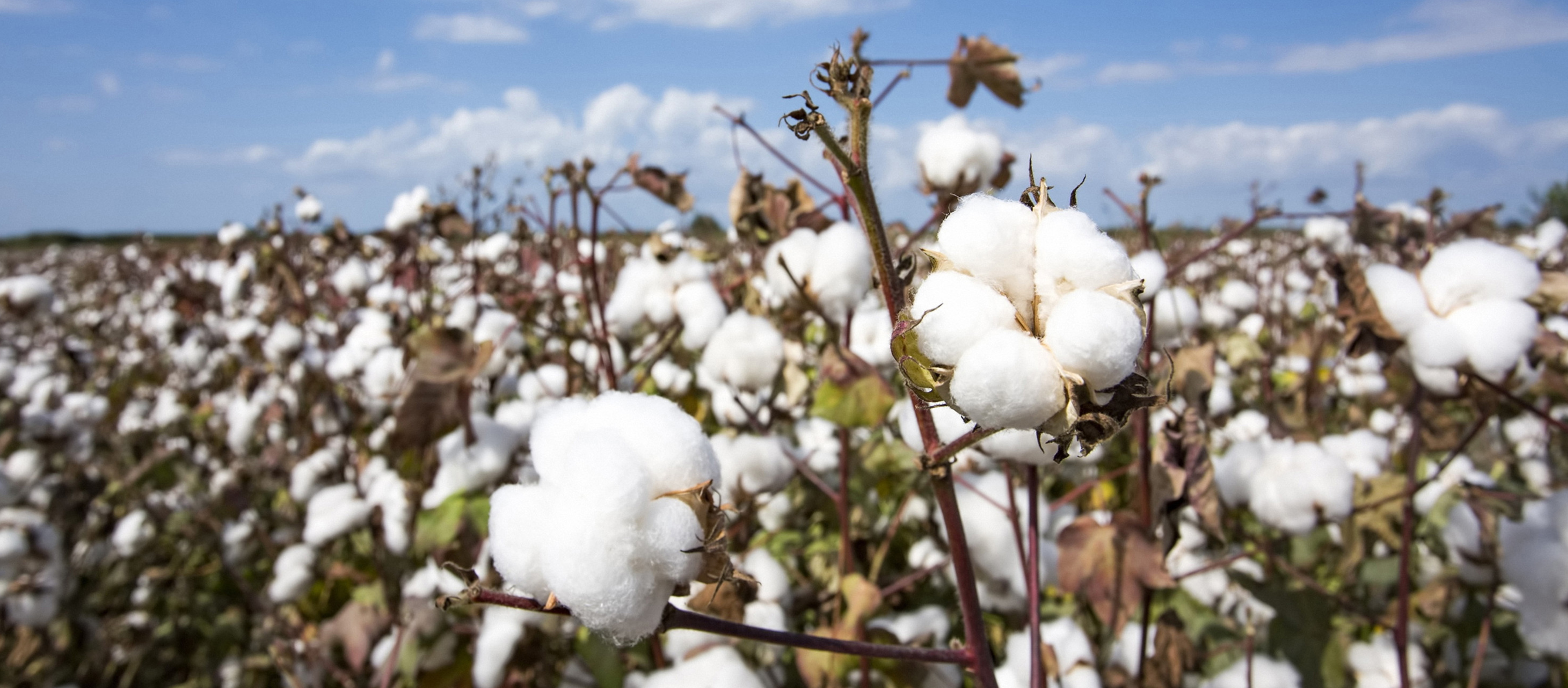 棉花-背景-202201.jpg