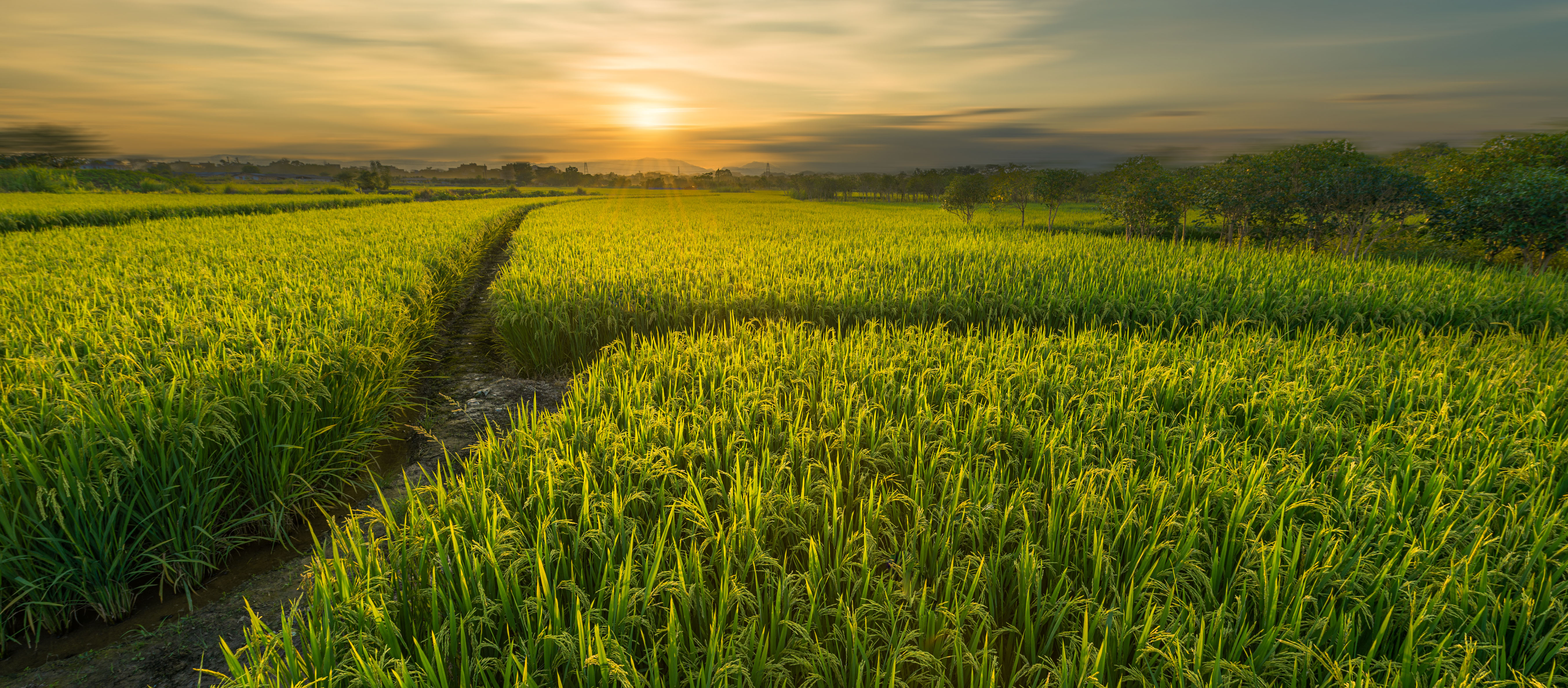 水稻-背景-202201.jpg