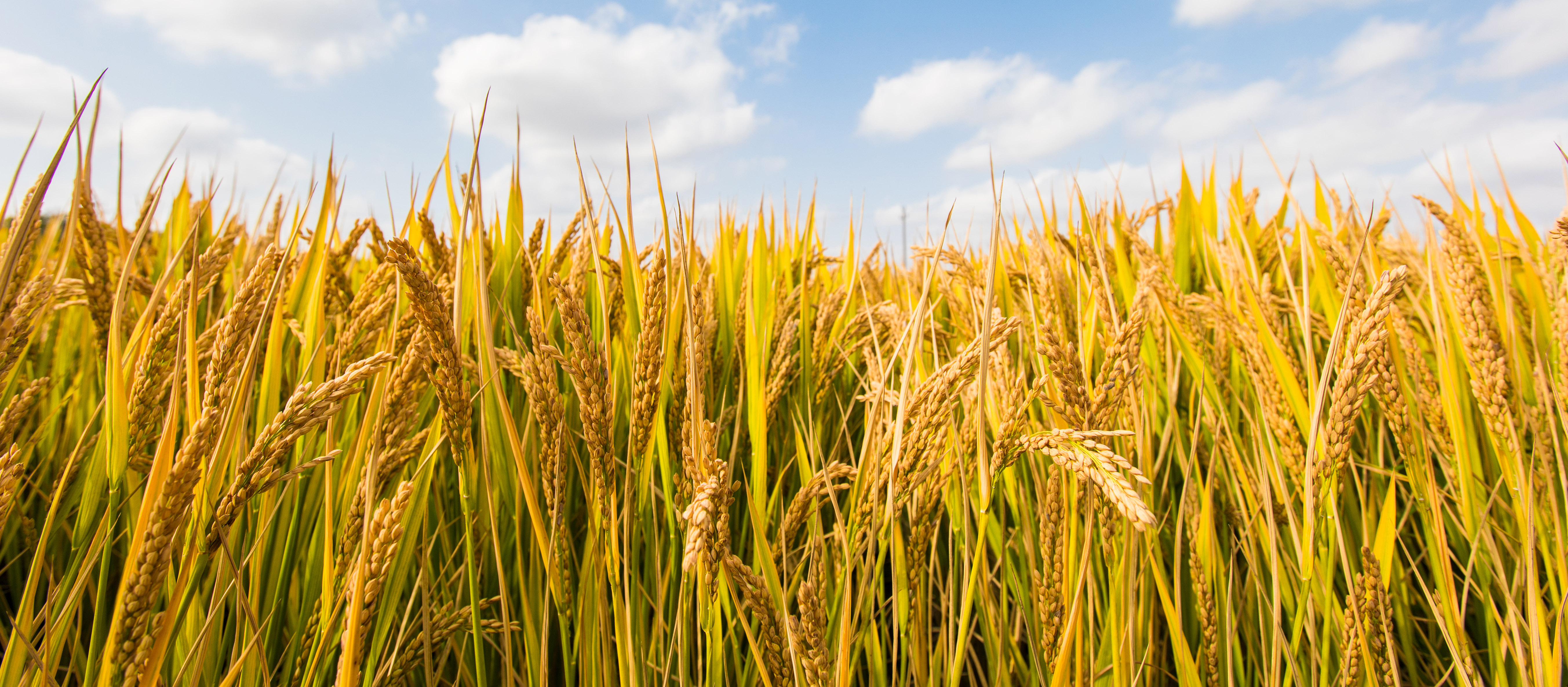 稻康瑞-水稻-背景-202202.jpg