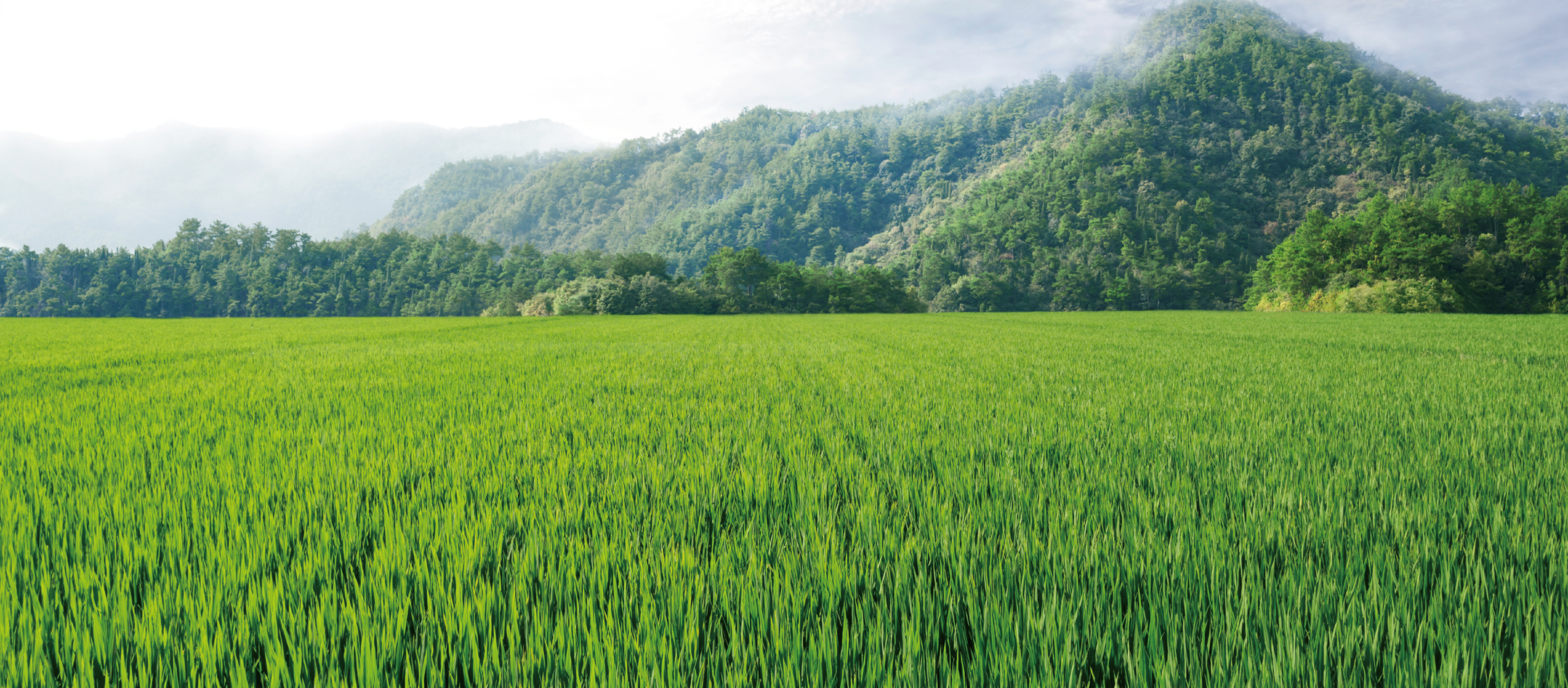 稻杰-水稻-背景.jpg