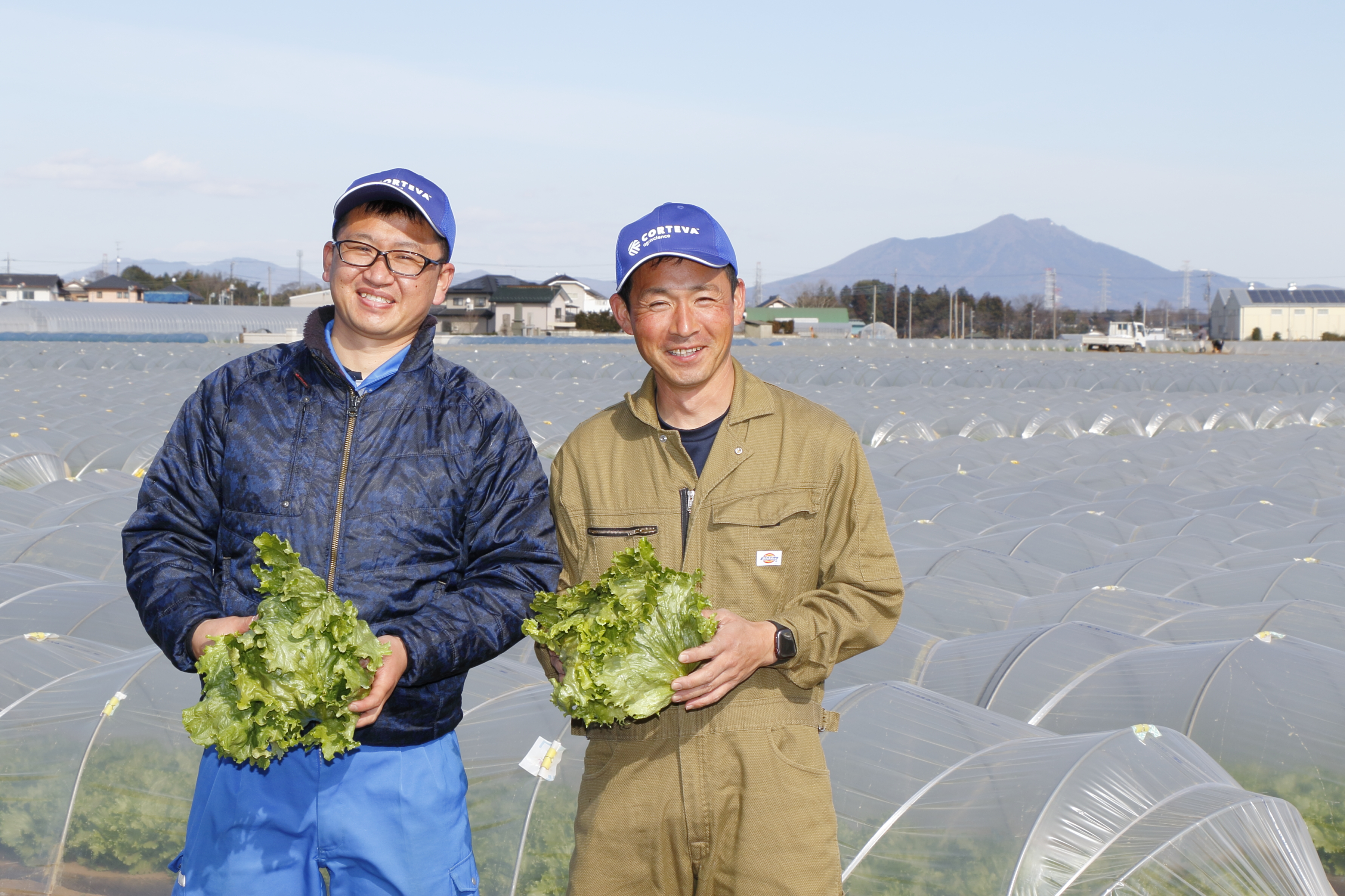 べと病のまん延を⾷い⽌める︕ レタス・キャベツの契約栽培農家が採⽤する「ゾーベック™ エンカンティア」