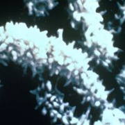 Square-Spinosad Colony(180x180).png