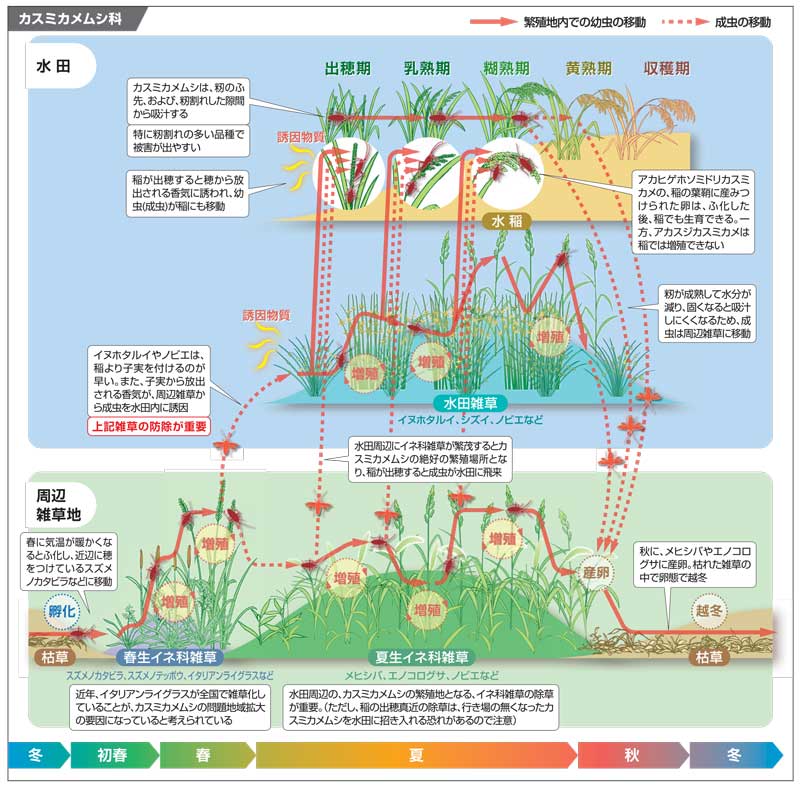 斑点米カメムシ類