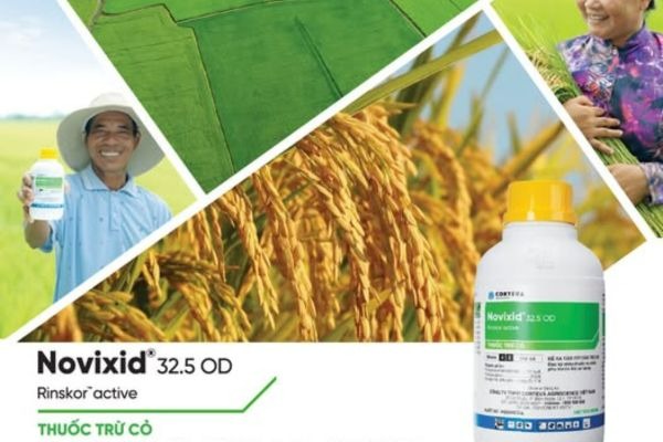 Điểm cần lưu ý khi muốn phun thuốc Novixid trị lúa cỏ