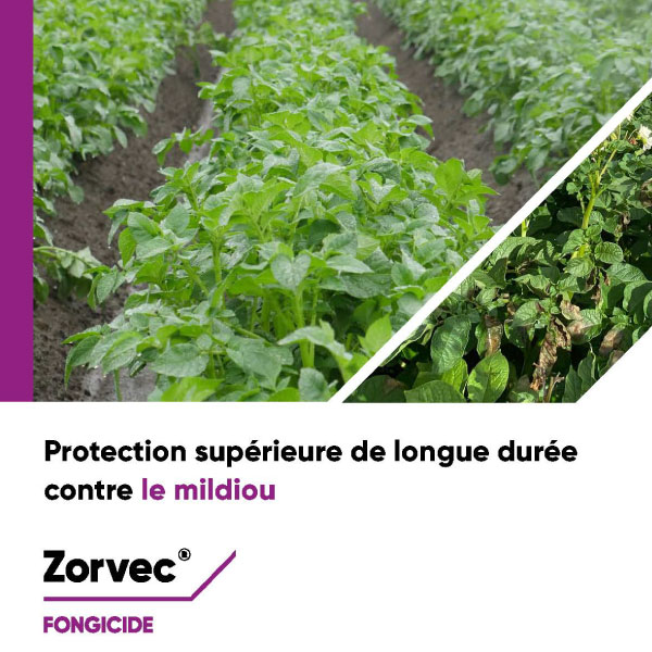 Brochure Zorvec 2022