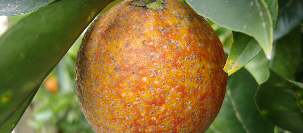 ffetti di una forte infestazione di A.aurantii