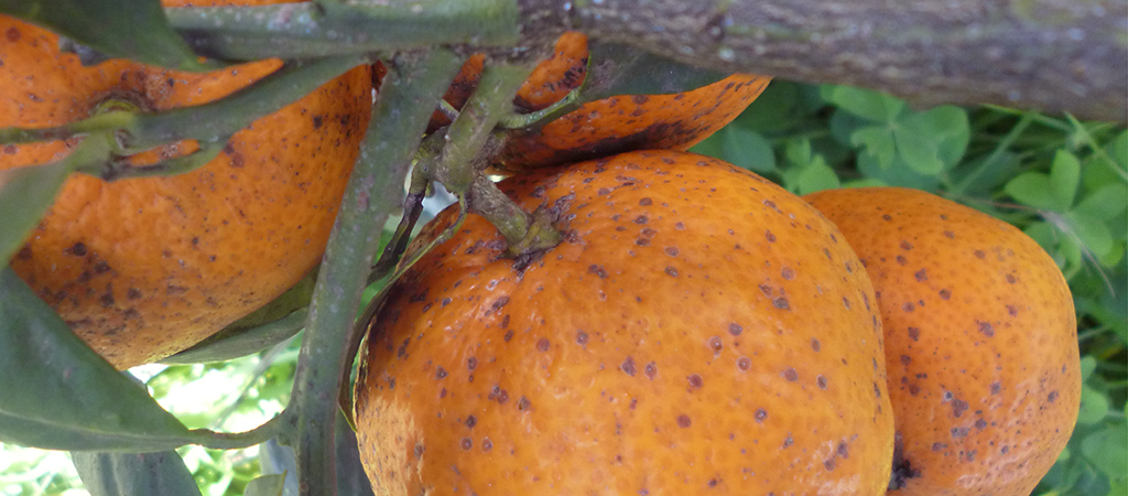 scudetti di Aonidiella aurantii su frutti