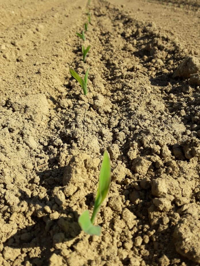 Campo BMR seminato in provincia di Cremona il 18 marzo 2020