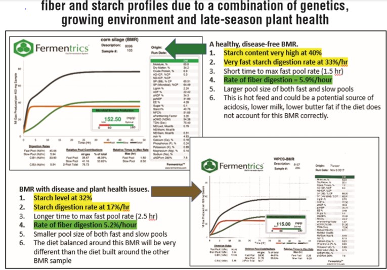 grafico sulla digeribilità dell'amido BMR