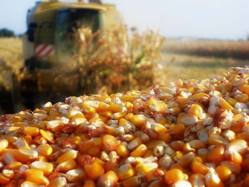 mais appena raccolto