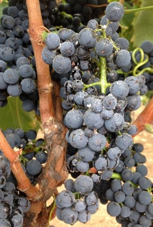 danni da planococcus ficus su vite