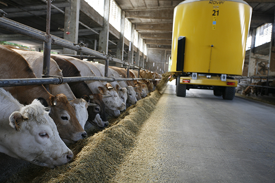 stalla di tori da carne