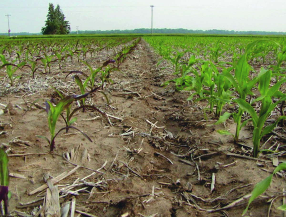 arrossamenti fogliari del mais