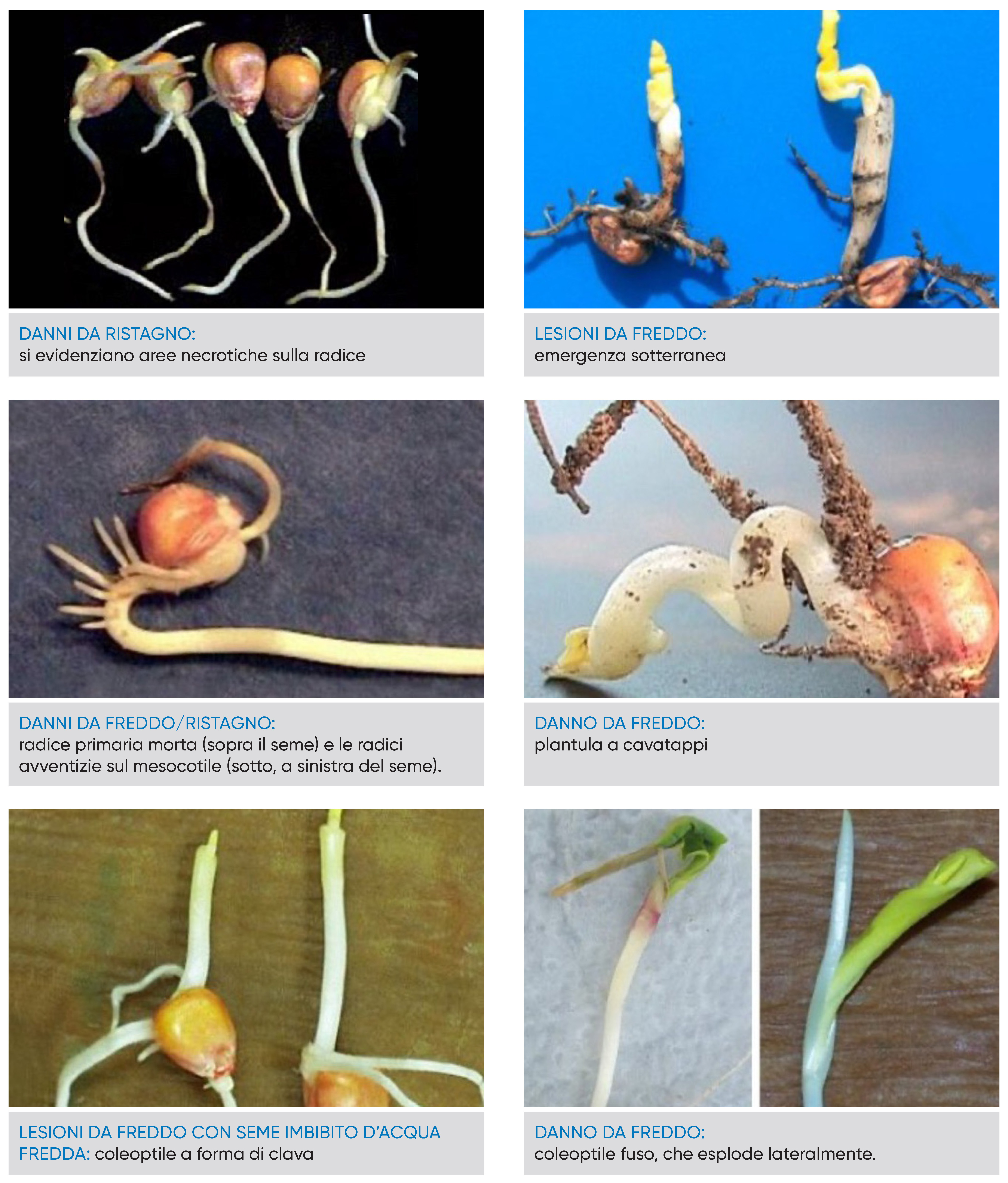 dati ed effetti del ristagno idrico primaverile sul mais