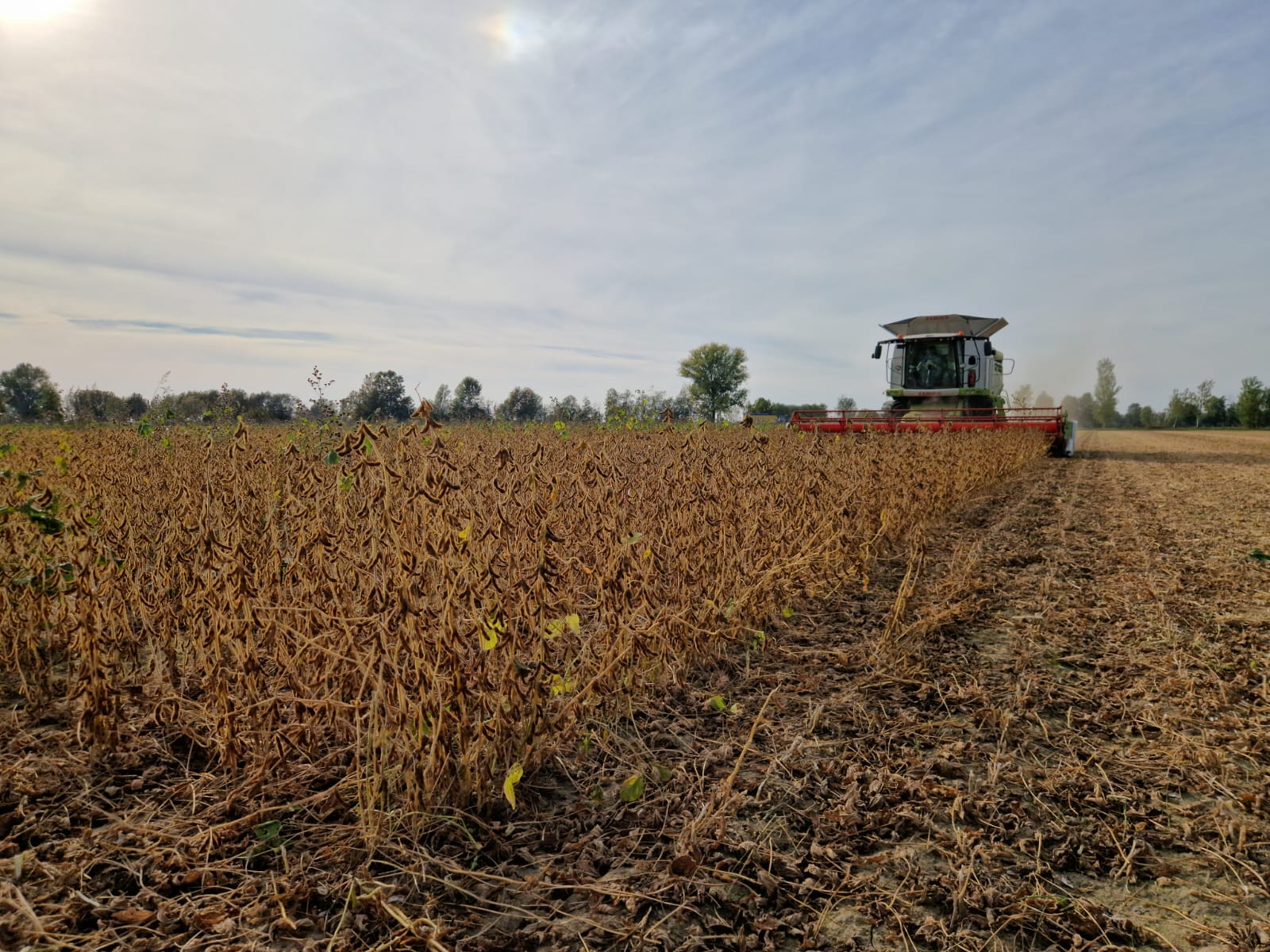 semina della soia in secondo raccolto
