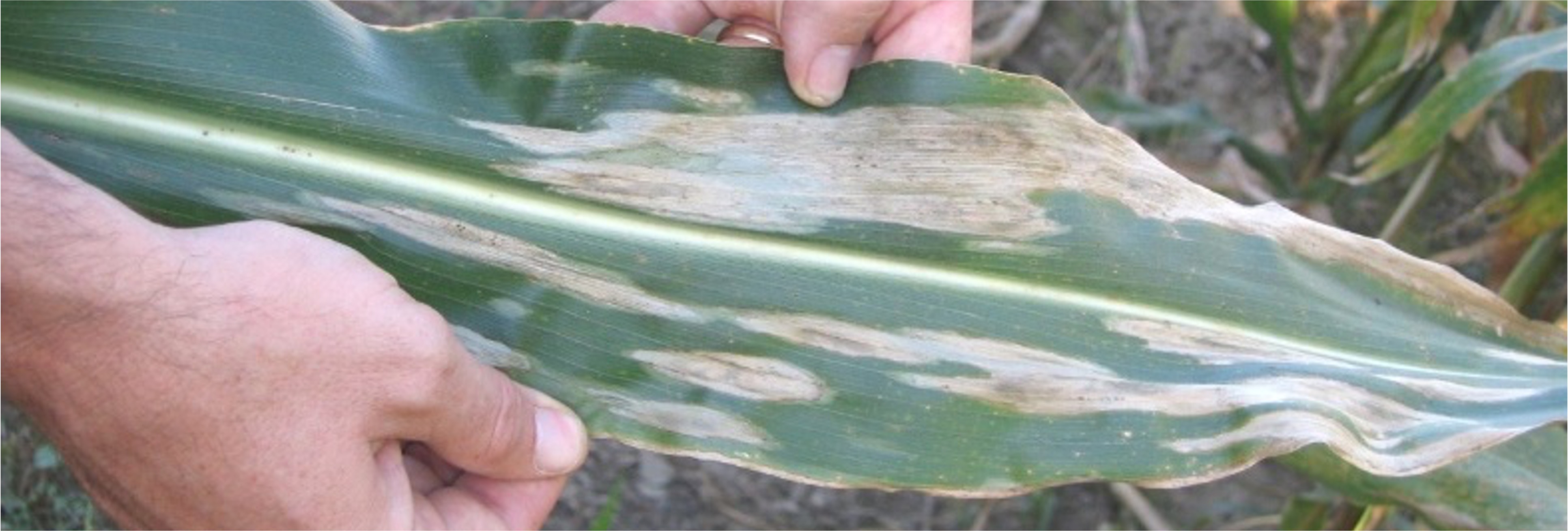 elmintosporiosi del mais