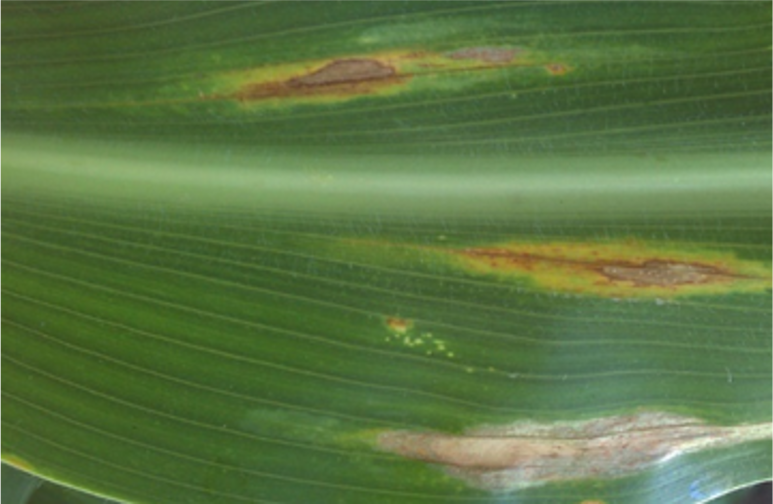 elmintosporiosi del mais