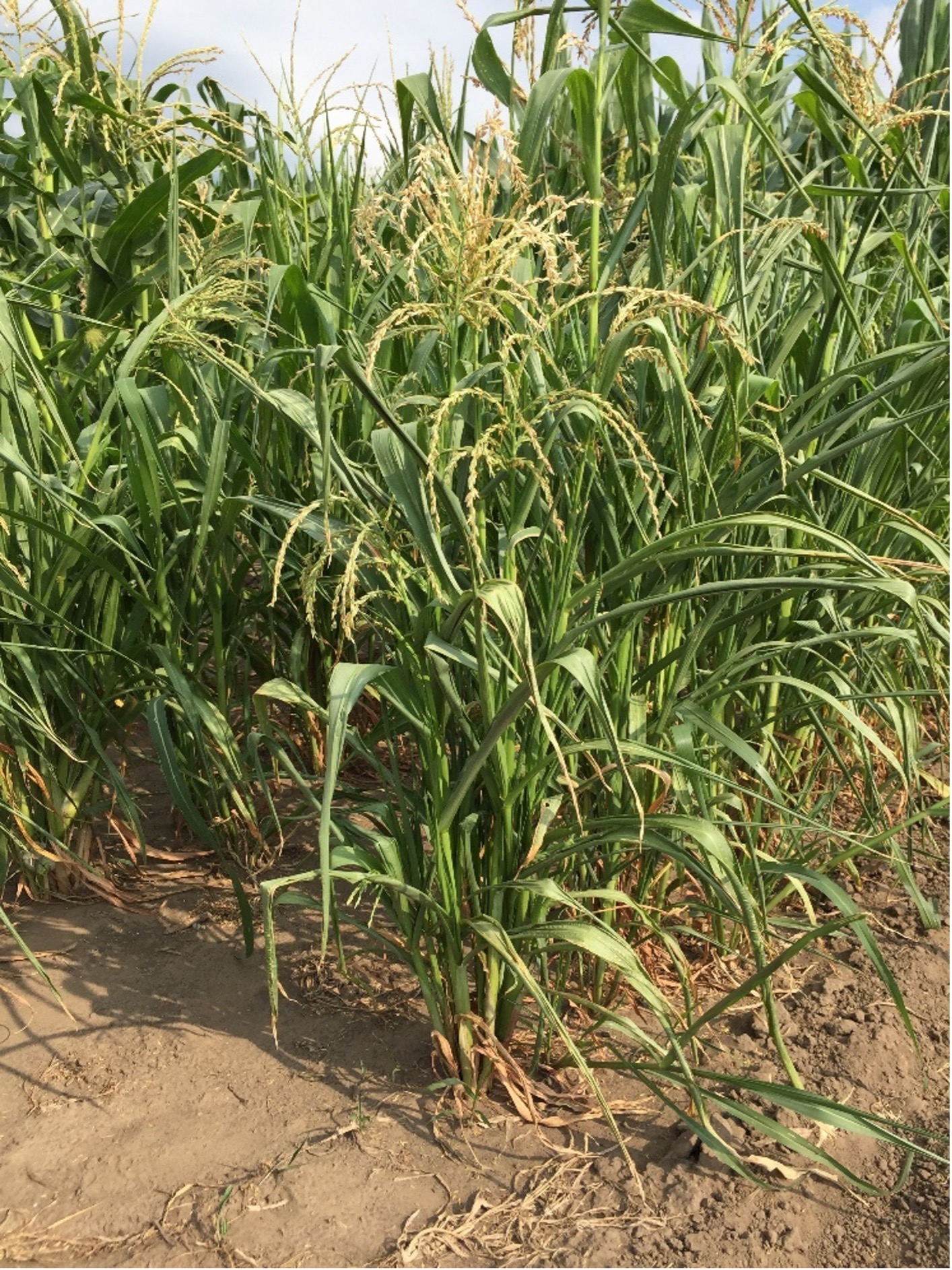 immagine storica del mais e della maiscoltura