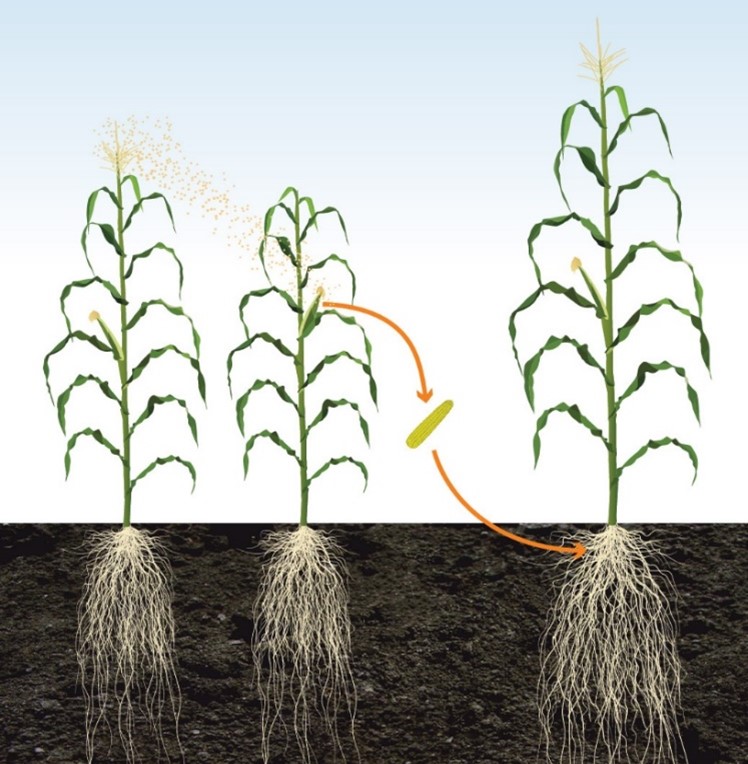 immagine storica del mais e della maiscoltura