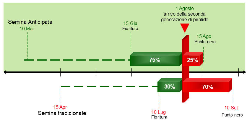 immagine storica del mais e della maiscoltura