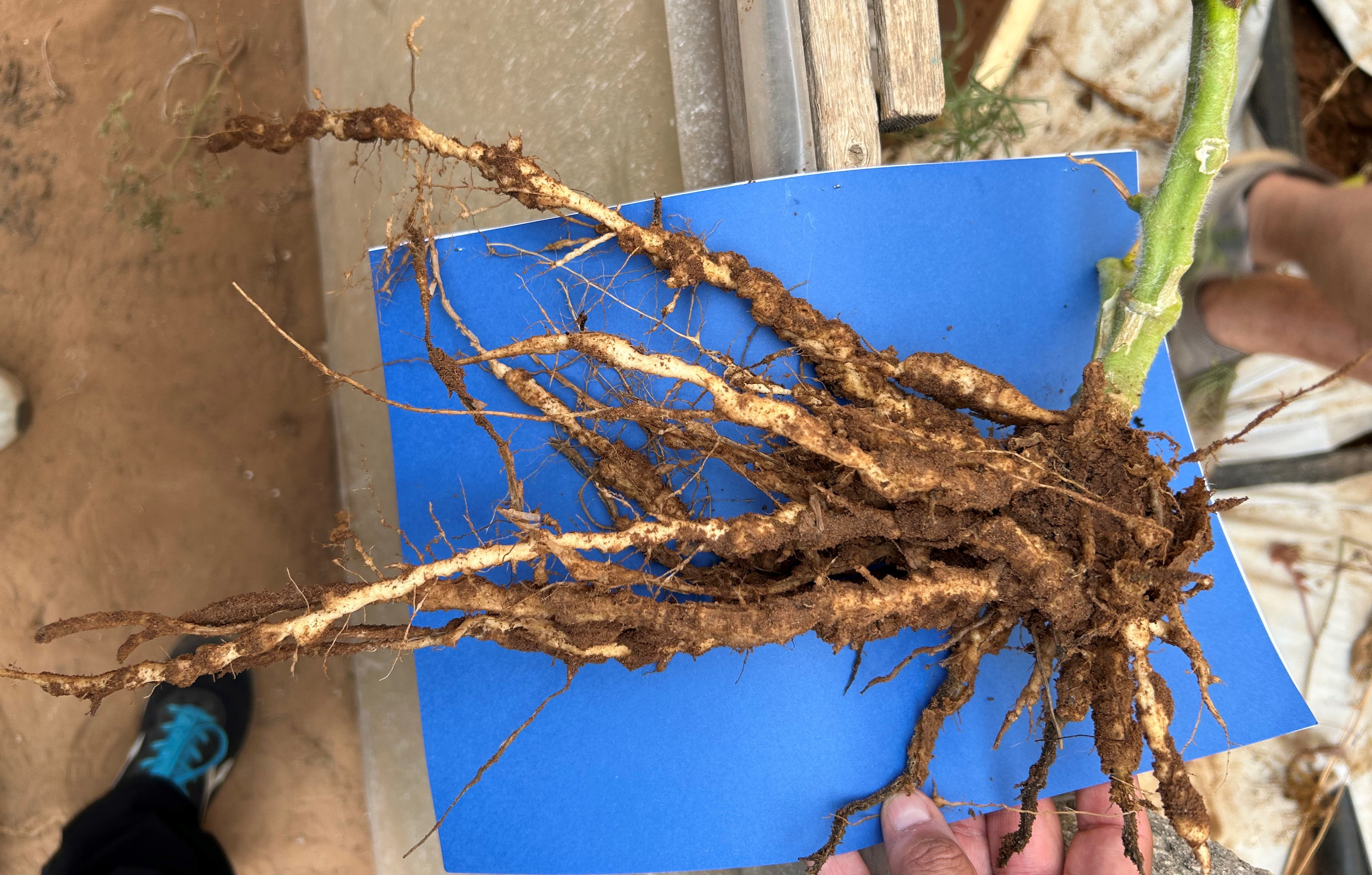 danni da nematodi galligeni del suolo