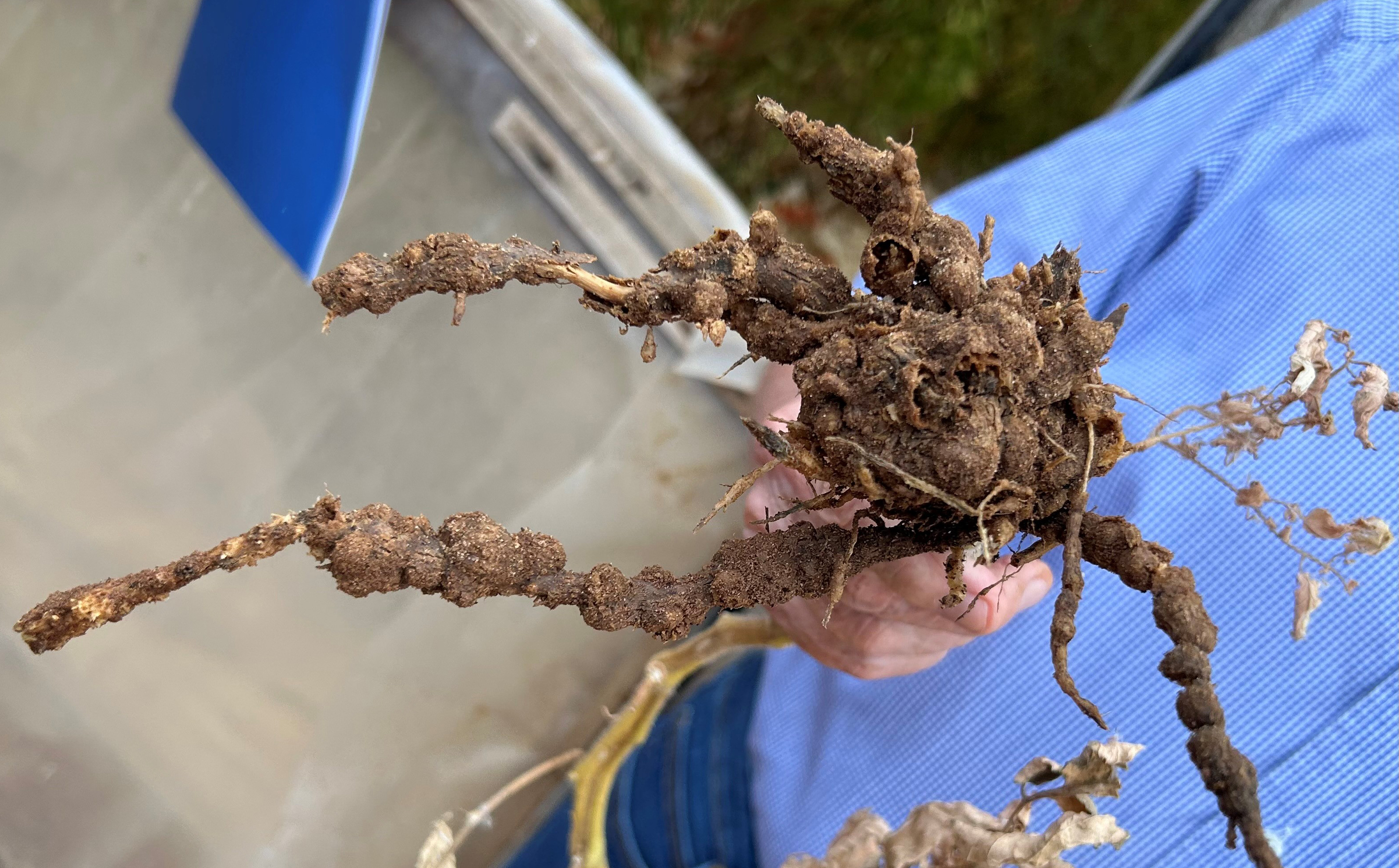 danni da nematodi galligeni del suolo