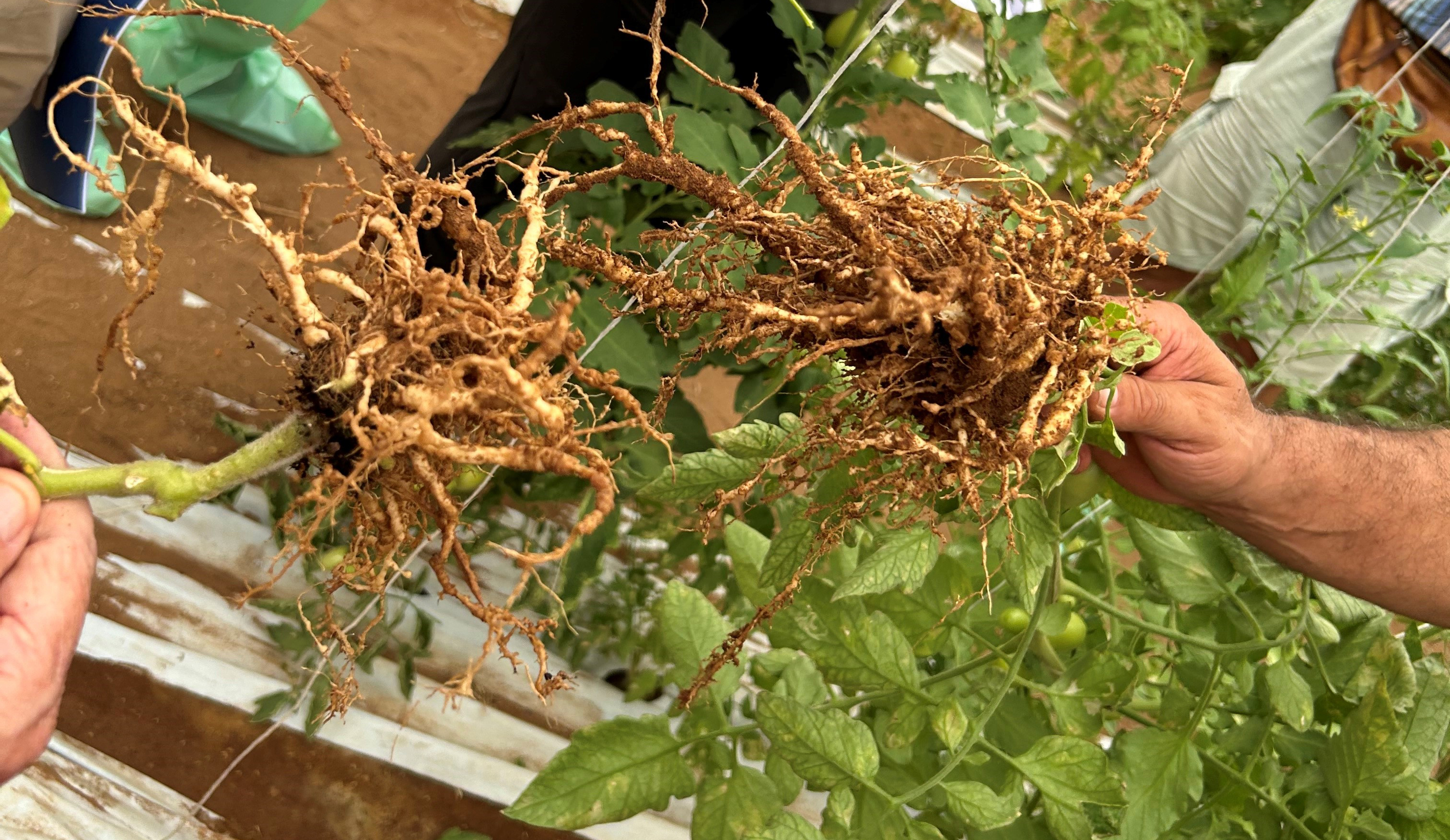 danni da nematodi galligeni del suolo