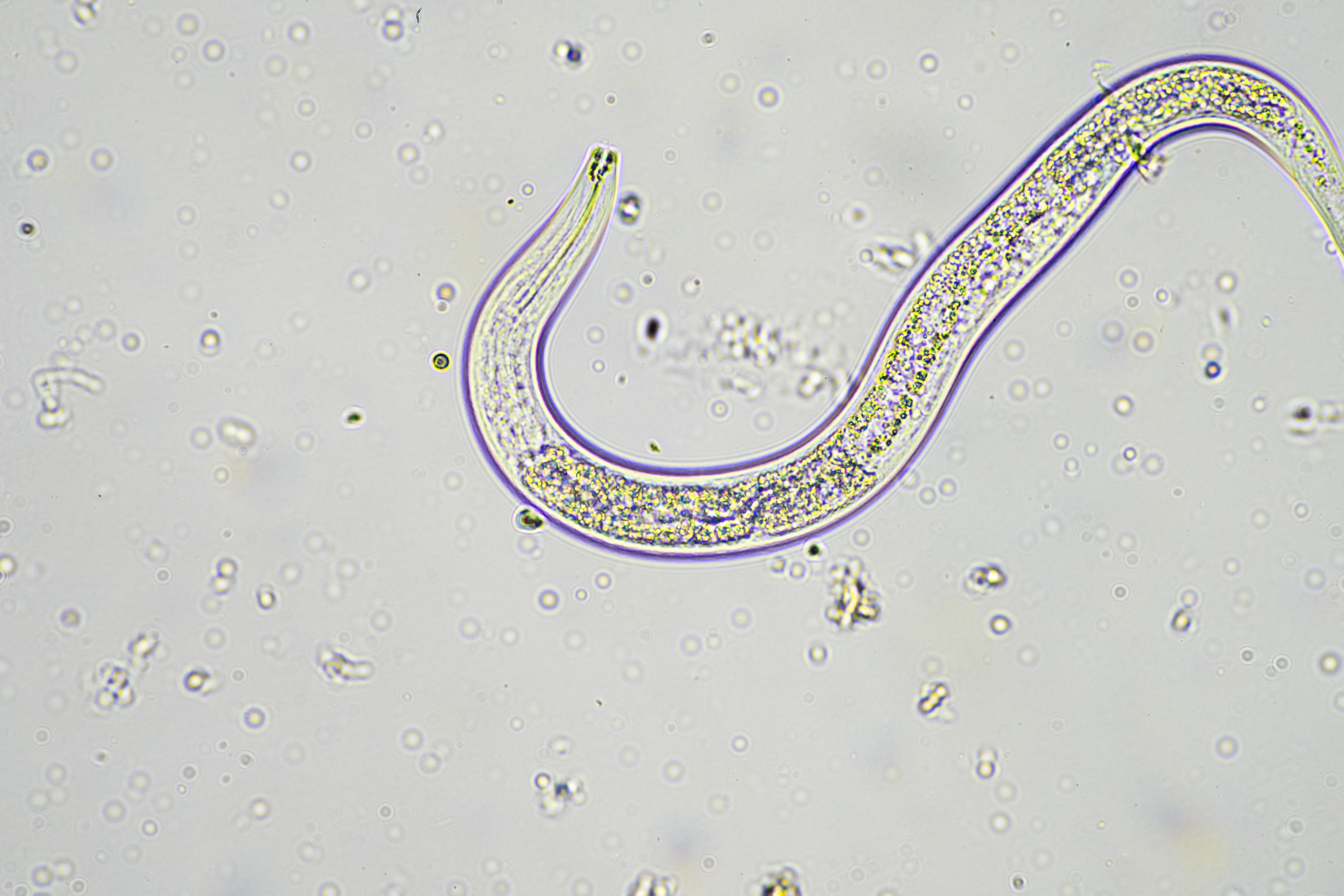danni da nematodi galligeni del suolo