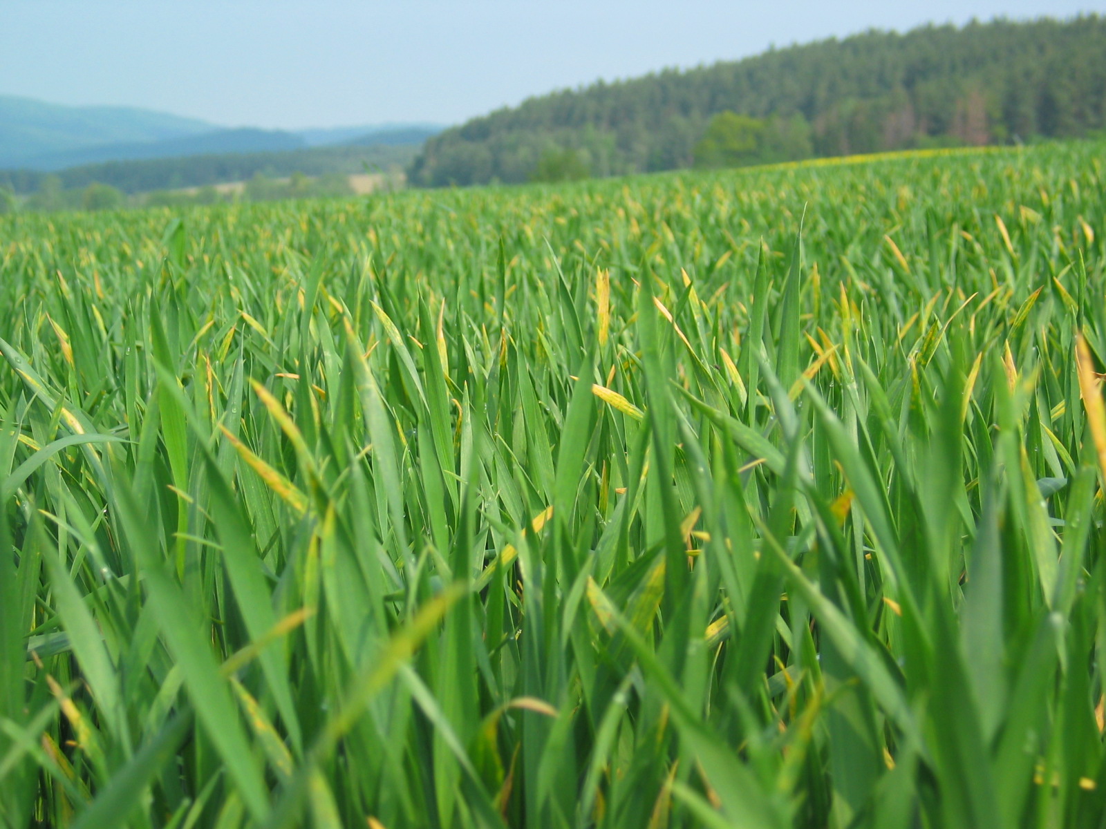 malattia fungina su cereale
