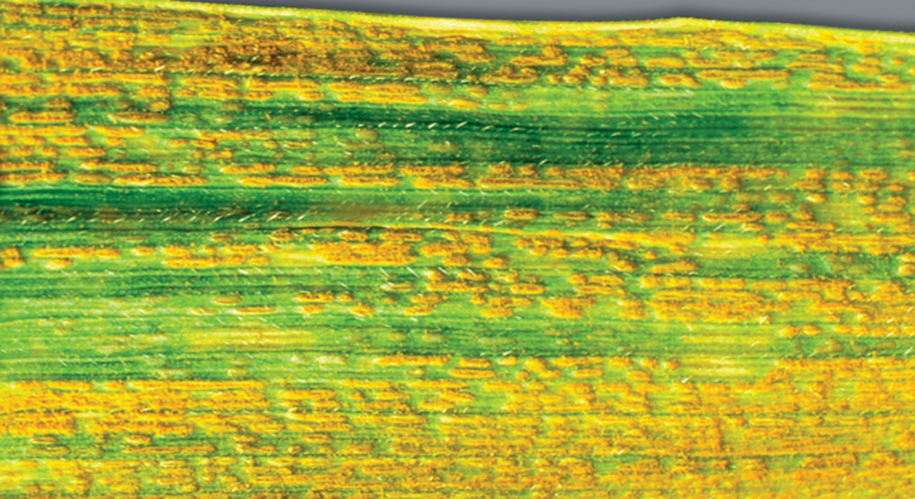 malattia fungina su cereale