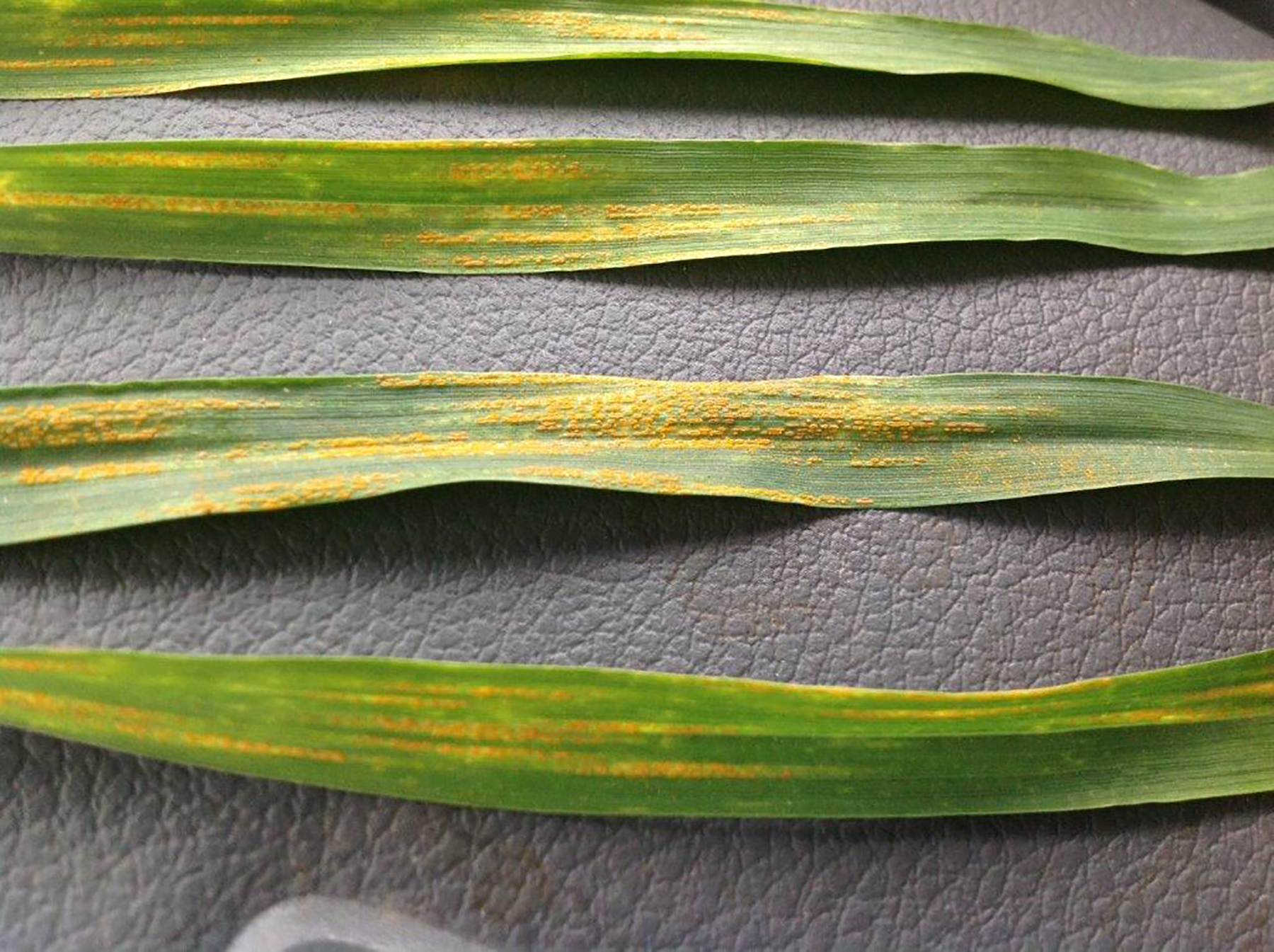 malattia fungina su cereale