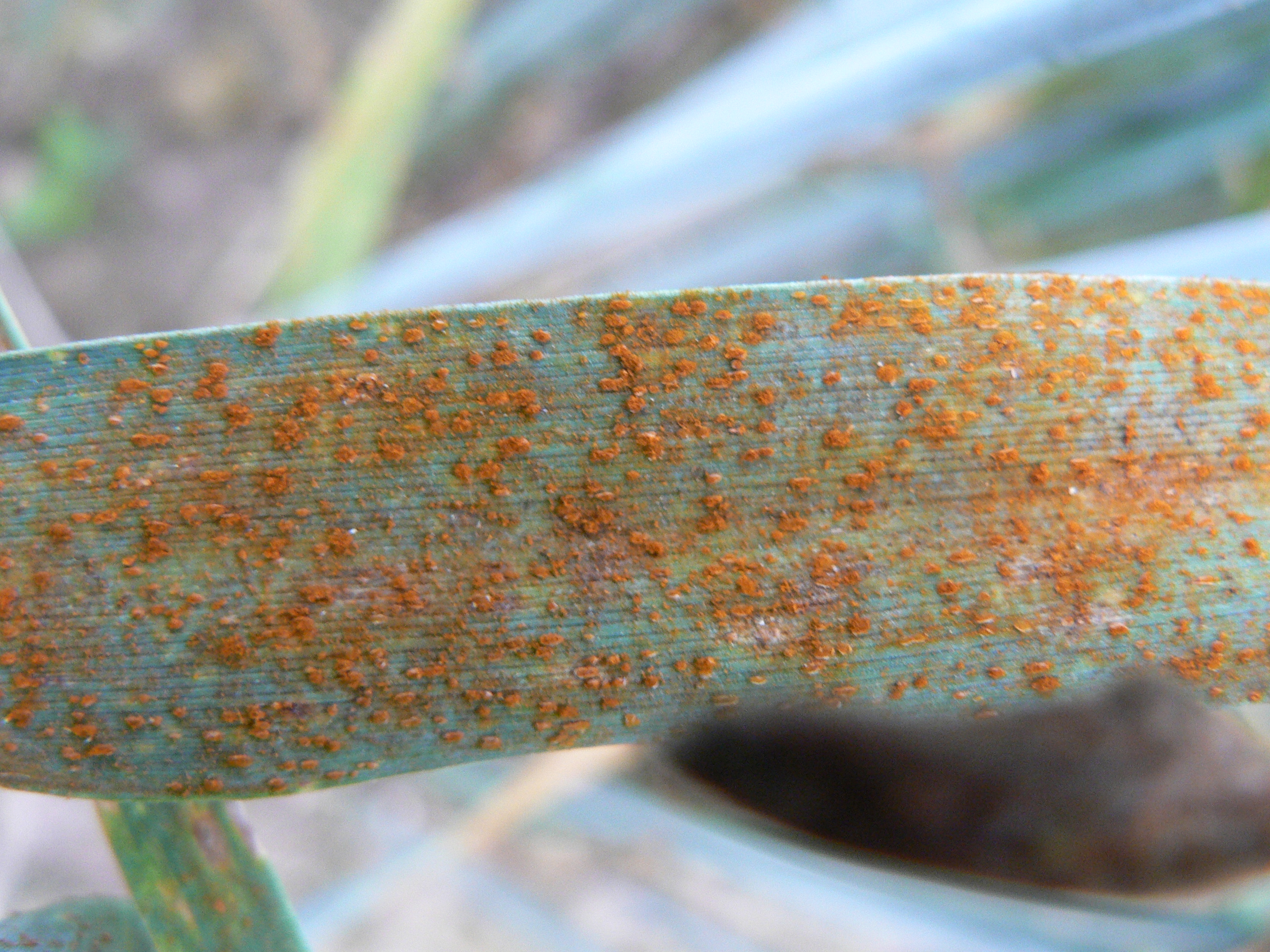 malattia fungina su cereale