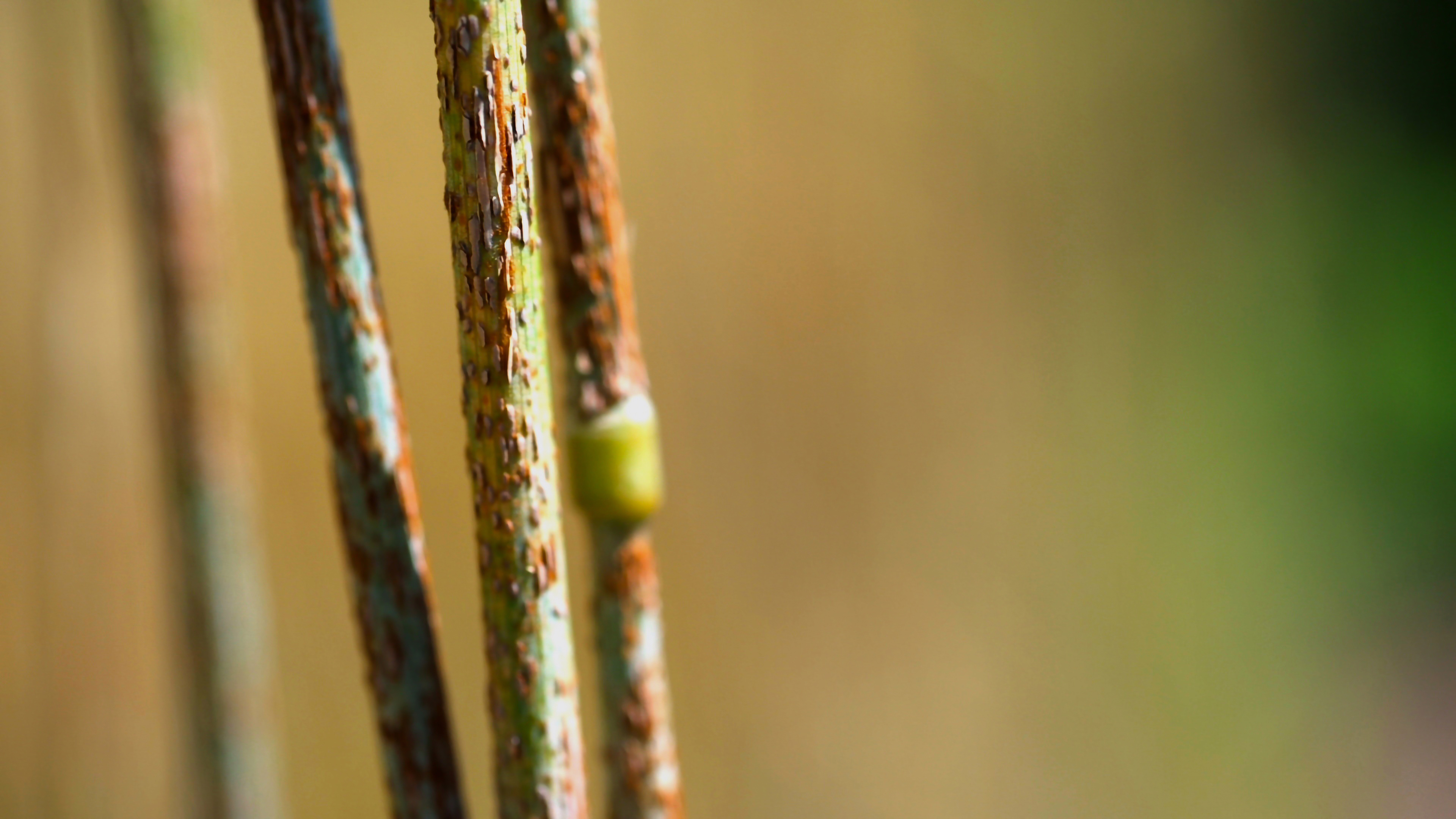 malattia fungina su cereale