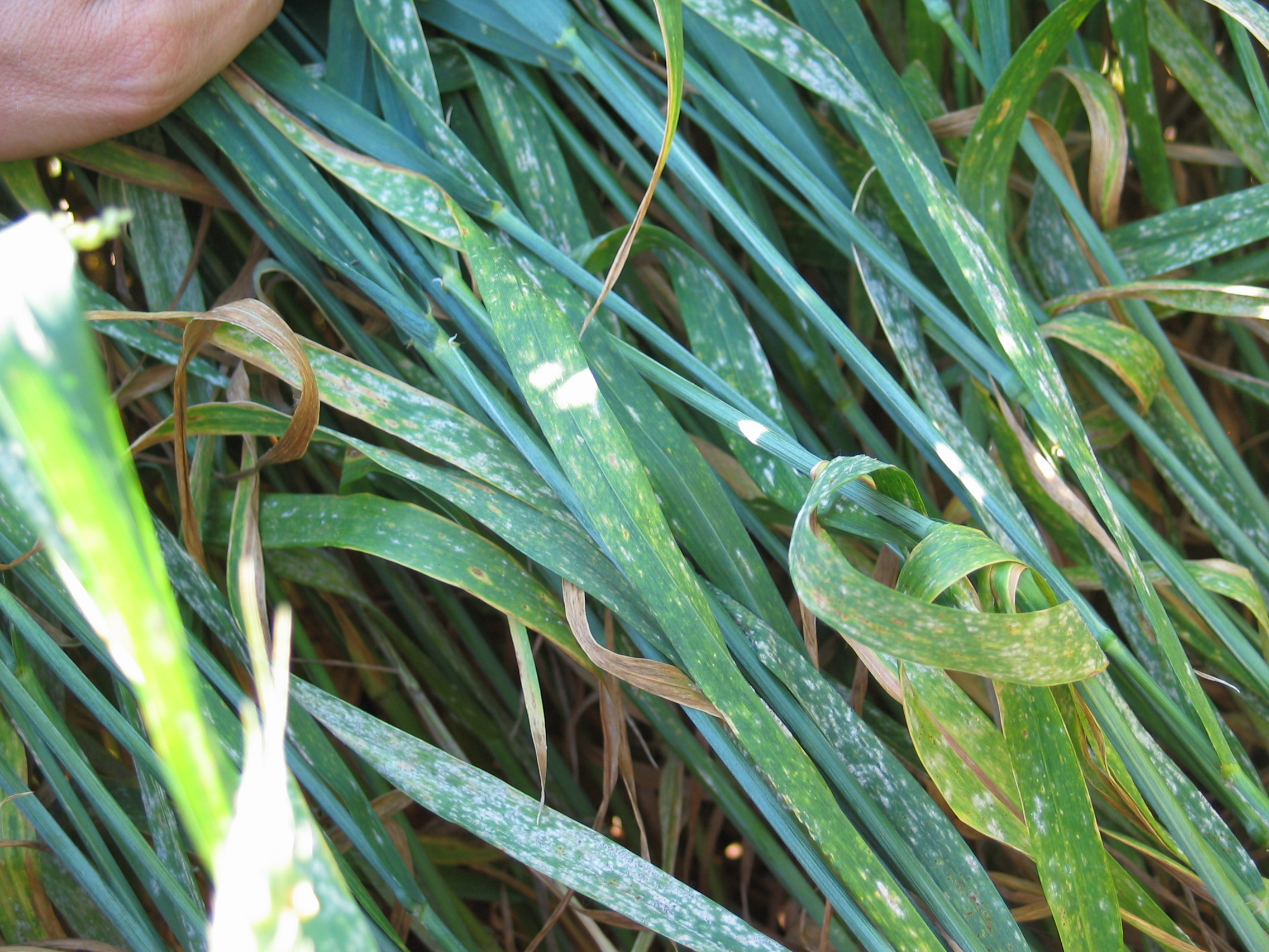 malattia fungina su cereale