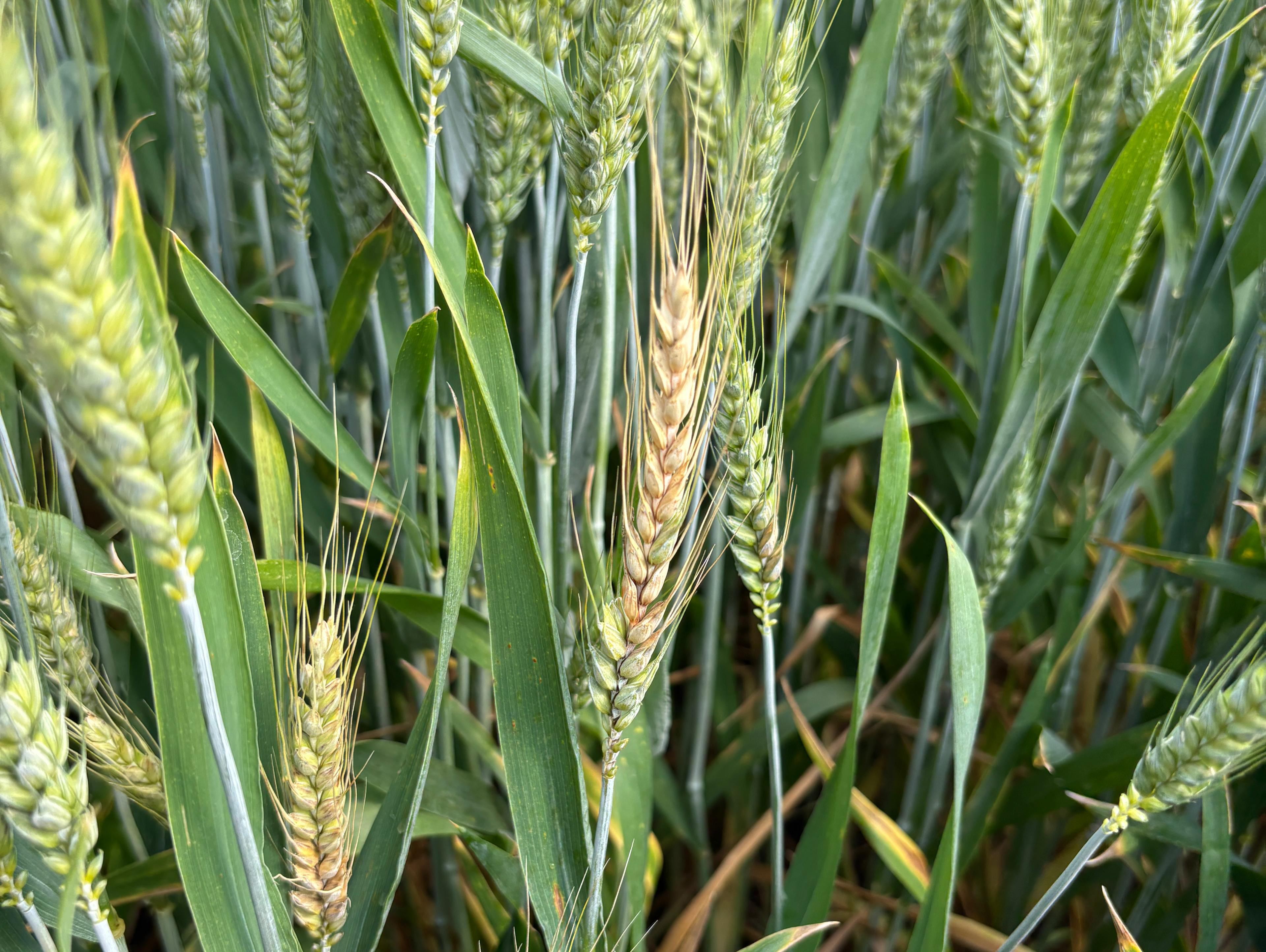 malattia fungina su cereale