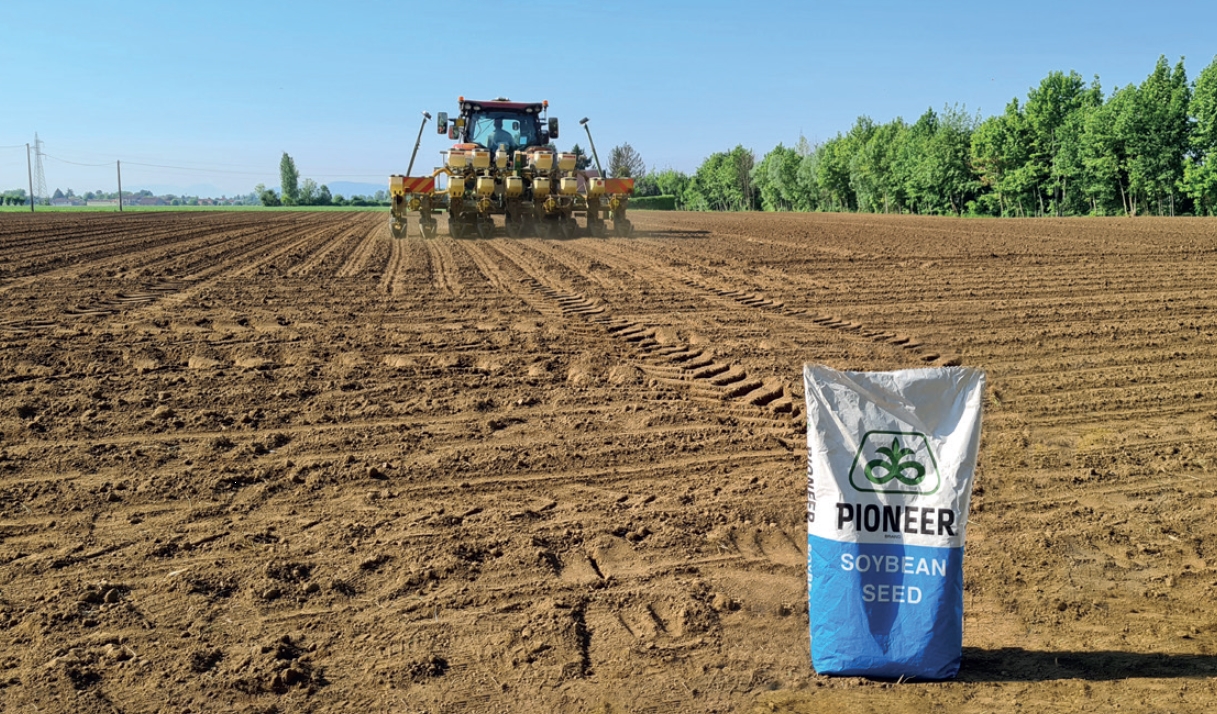 semina ritardata della soia