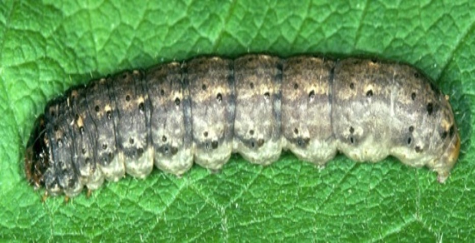 nottua del mais e danni sulla coltura