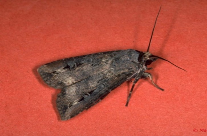 nottua del mais e danni sulla coltura