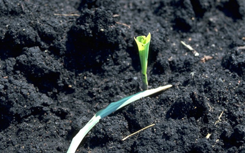 nottua del mais e danni sulla coltura