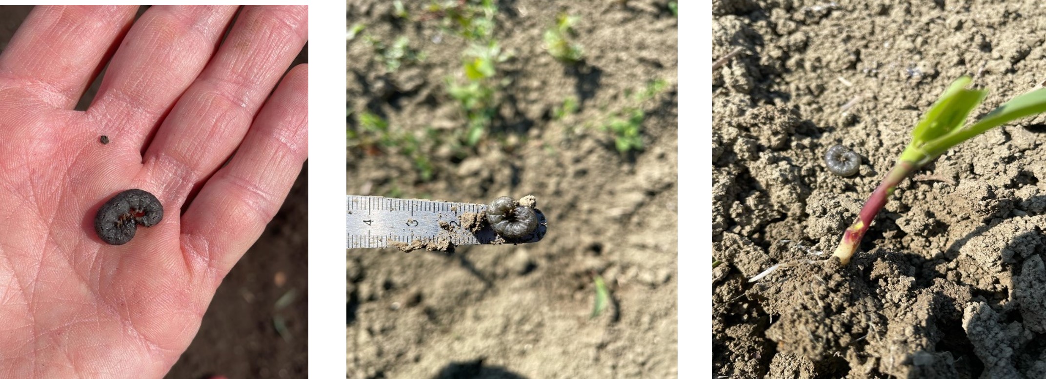 nottua del mais e danni sulla coltura