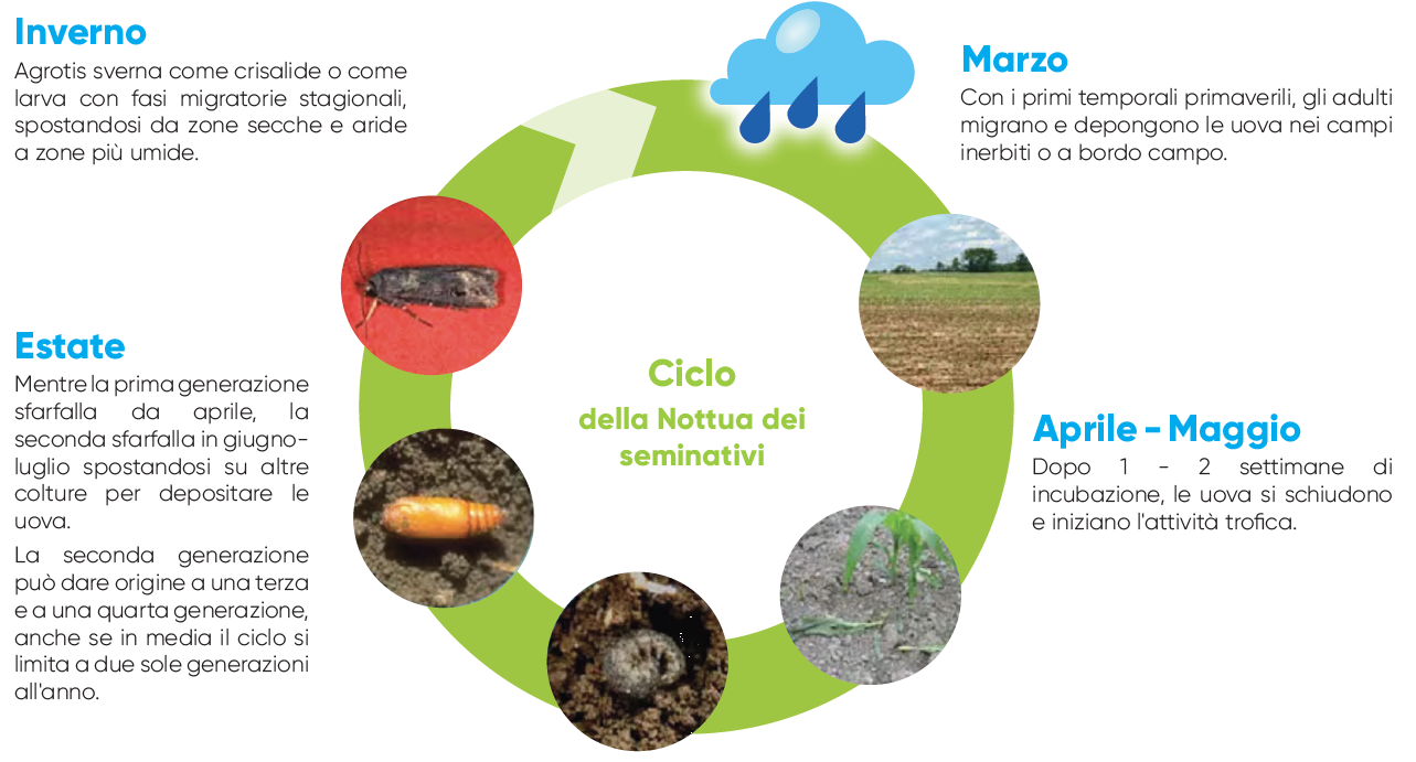 nottua del mais e danni sulla coltura