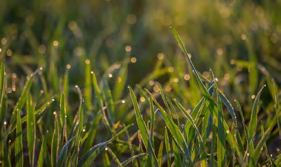 frumento dopo l'emergenza