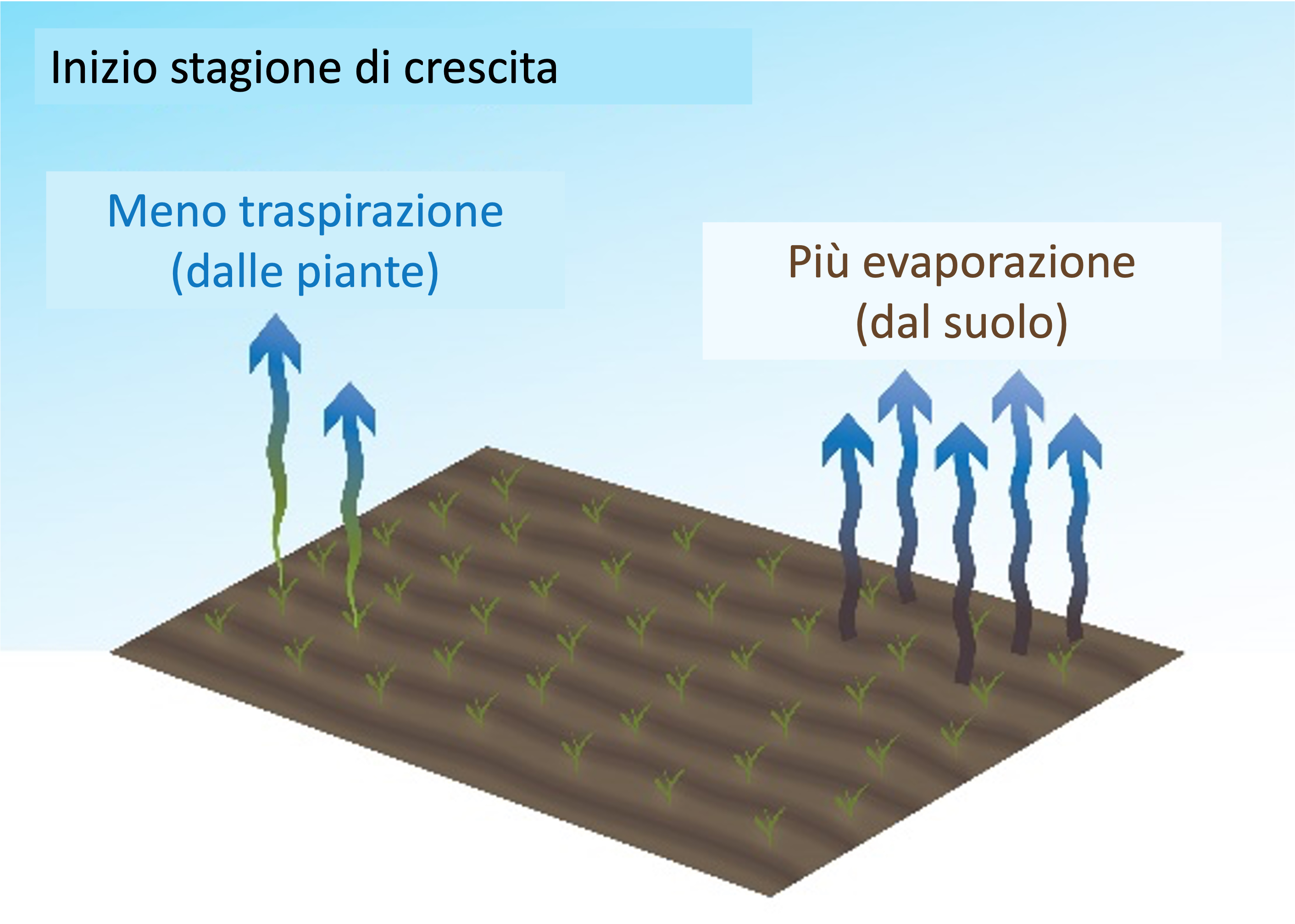 dati sul fabbisogno idrico del mais durante la stagione