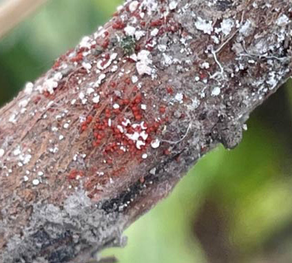 marciume rosso del colletto della soia