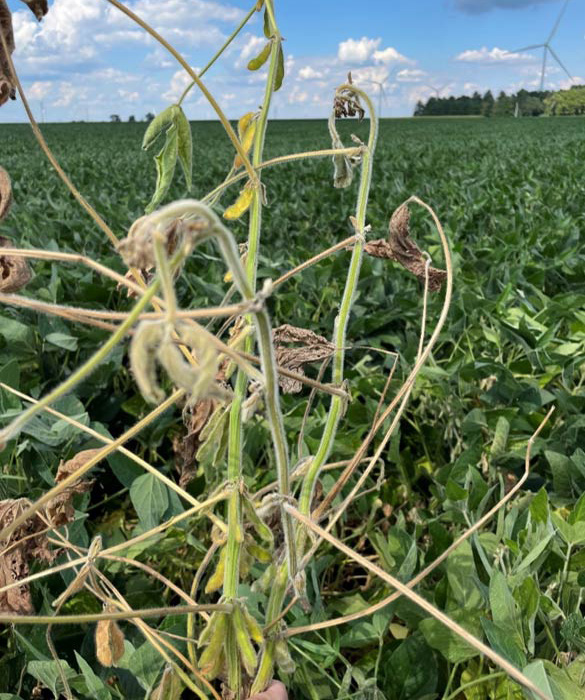 marciume rosso del colletto della soia