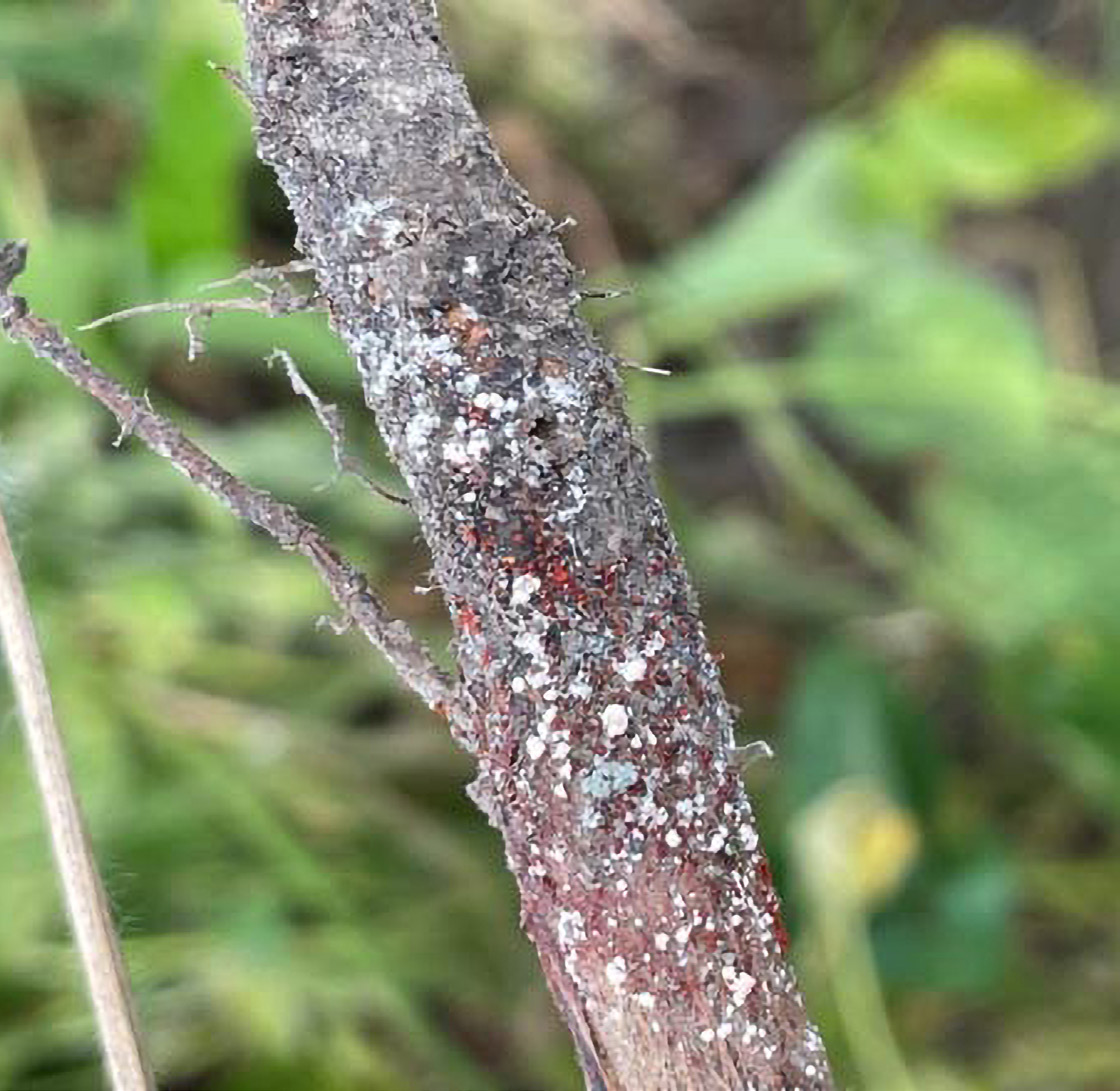 marciume rosso del colletto della soia