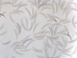 sintomo sindrome della morte improvvisa della soia